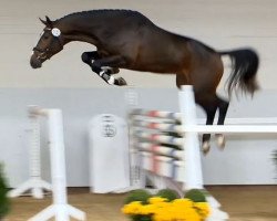 Springpferd Harvey Rg (KWPN (Niederländisches Warmblut), 2012, von Numero Uno)