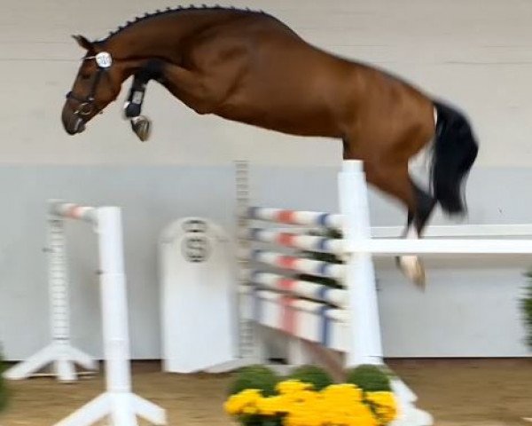 horse Hengst von Lord Argentinus (Oldenburg show jumper, 2012, from Lord Argentinus)