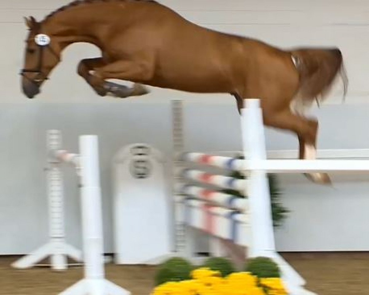 horse Hengst von Baloubet du Rouet / Casiro I (Holsteiner, 2012, from Baloubet du Rouet)