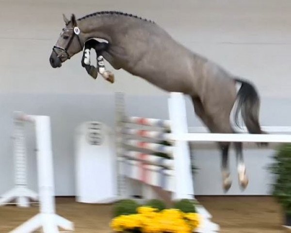 jumper Get on Top 3 (Hanoverian, 2012, from Grey Top)