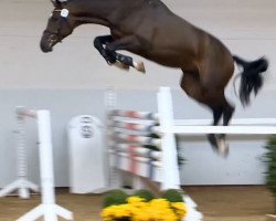 jumper Toronto 55 (Oldenburg show jumper, 2012, from Tornesch)