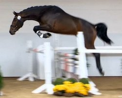 jumper Monte Carlo 63 (Oldenburg show jumper, 2012, from Monte Cain)
