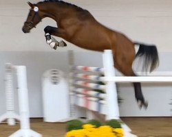 jumper Lido On (Oldenburg, 2012, from Light On OLD)