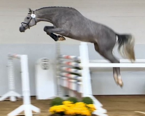 stallion KMS Chicago (Holsteiner, 2012, from Clarimo Ask) stallion KMS Chicago (Holsteiner, 2012, from Clarimo Ask)