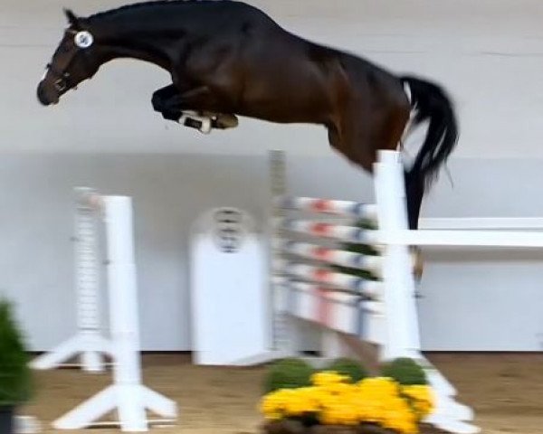 Springpferd Theo (Holsteiner, 2012, von Quintero)