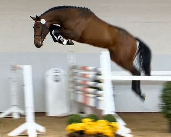 stallion Vincent (KWPN (Royal Dutch Sporthorse), 2012, from Guccio)