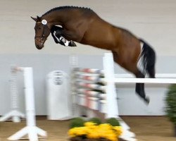 stallion Vincent (KWPN (Royal Dutch Sporthorse), 2012, from Guccio)