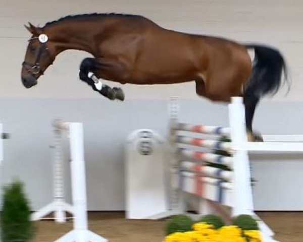 horse Haradhan Fortuna (KWPN (Royal Dutch Sporthorse), 2012, from Eldorado van de Zeshoek)