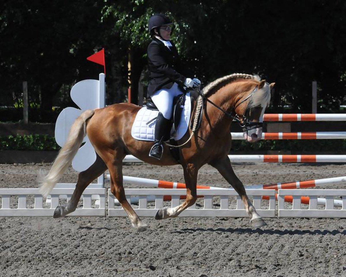 stallion Wivaldi-D (Haflinger, 2000, from Weeping Willow)
