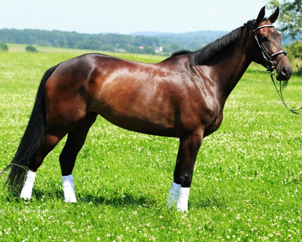 dressage horse Lean Logistics Sausolita (Hanoverian, 2009, from Silberschmied) dressage horse Lean Logistics Sausolita (Hanoverian, 2009, from Silberschmied)