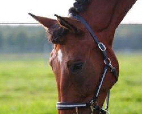 Pferd Quick Fire 6 (Westfale, 2006, von Qusander)