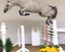 jumper Holygold Fortuna (KWPN (Royal Dutch Sporthorse), 2012, from Berlin)