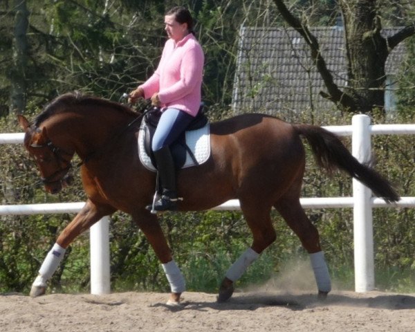 horse Valdor (German Riding Pony, 1998, from Voyage) horse Valdor (German Riding Pony, 1998, from Voyage)