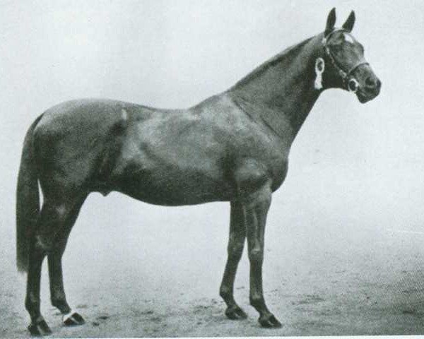 stallion Tabarin xx (Thoroughbred, 1922, from Sir Toby)