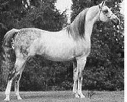 stallion Amerigo ox (Arabian purebred, 1962, from Ferseyn ox)