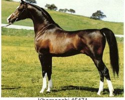 stallion Khemosabi ox (Arabian purebred, 1967, from Amerigo ox)
