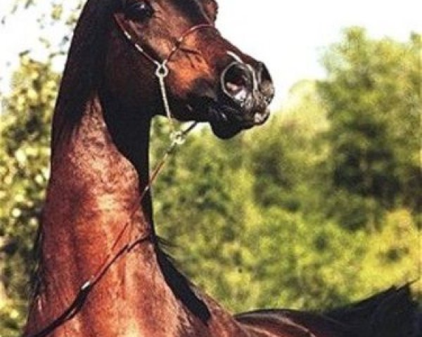 stallion Ibn El Mareek ox (Arabian purebred, 1982, from El Mareekh 1975 EAO)