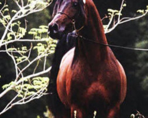 stallion Hi-Fashion Mreekh ox (Arabian purebred, 1987, from Ibn El Mareek ox)