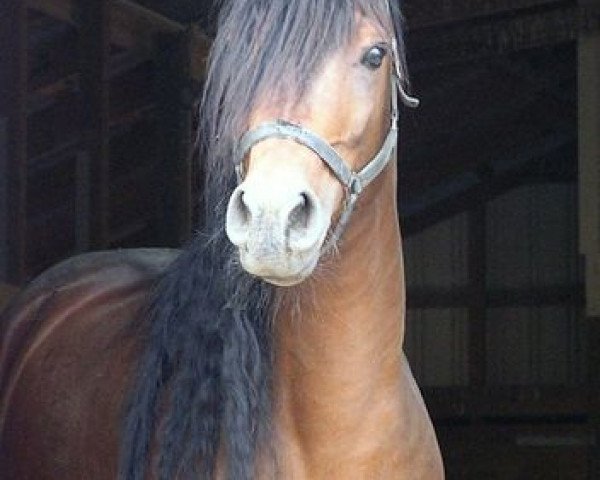 Deckhengst In Fashion Mreekh ox (Vollblutaraber, 2001, von Hi-Fashion Mreekh ox)