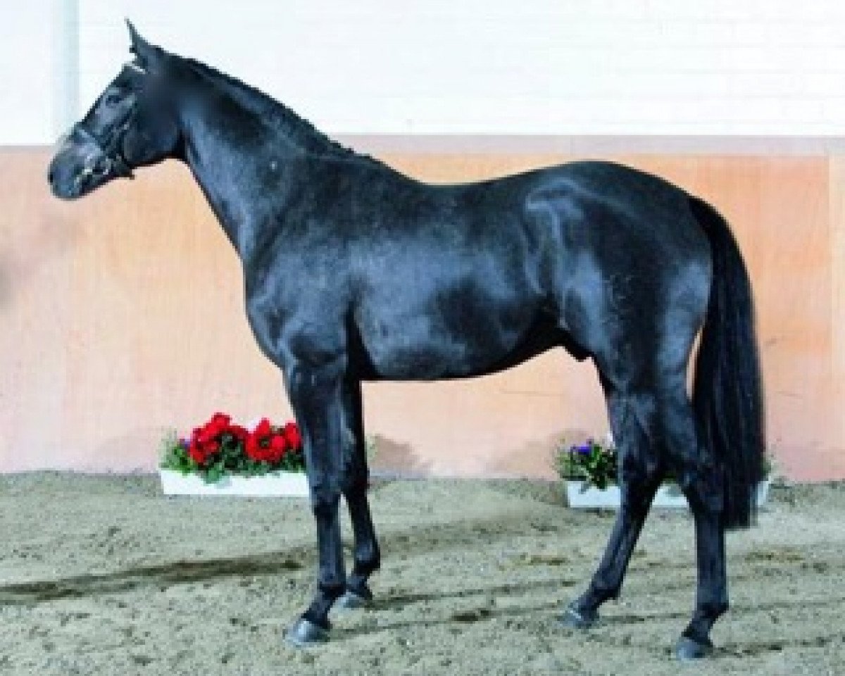 stallion Secano (Holsteiner, 2004, from Sevillano xx)