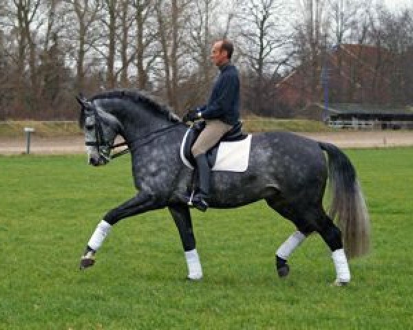 stallion Royal Dream (Oldenburg, 1999, from Royal Diamond)