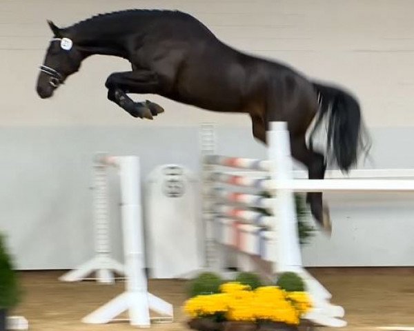 horse Hengst von Sir Shutterfly x Embassy I (Oldenburg show jumper, 2012, from Sir Shutterfly)
