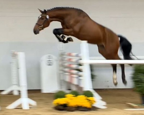 Springpferd Plot del Pierre (Westfale, 2012, von Plot Blue)