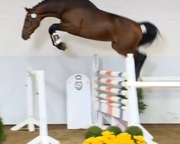 Springpferd Lyritz (Oldenburger Springpferd, 2012, von Lyjanero)