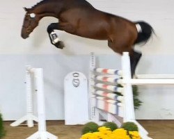 Springpferd Lyritz (Oldenburger Springpferd, 2012, von Lyjanero)