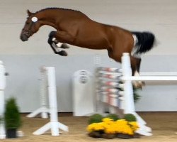 jumper Little Joe 435 (Oldenburg show jumper, 2012, from Los Angeles)