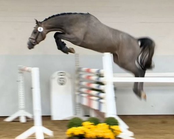 jumper Berlin Touch (Holsteiner, 2012, from Berlin)