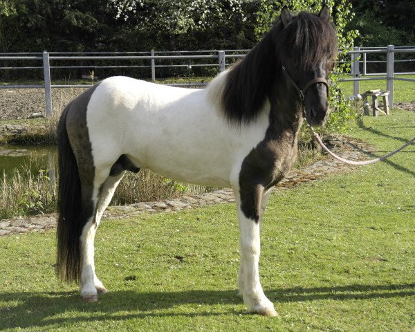 horse Skype vom Sulzhof (Iceland Horse, 2010, from Pipar von Roetgen)