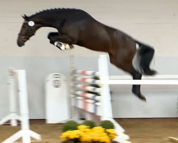 horse Hengst von Favorit ter Putte/ Arpeggio (Oldenburg show jumper, 2012, from Favorit Ask)