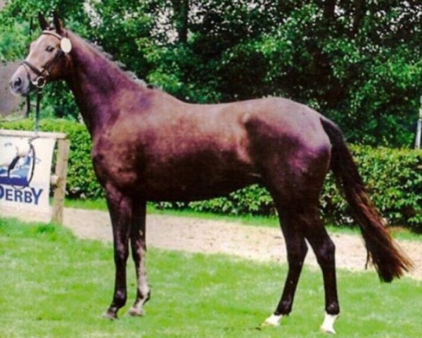 broodmare Iselle (Trakehner,  , from Sir Chamberlain)