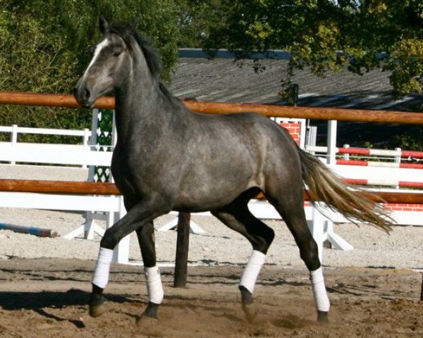 jumper Shakiro (Holsteiner, 2010, from Secano)