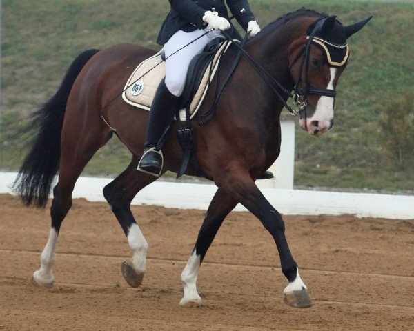 Dressurpferd Dunja Hill (Bayer, 1996, von Dunhill)
