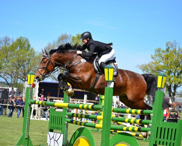 Springpferd Conquistador 31 (Mecklenburger, 2005, von Converter I)