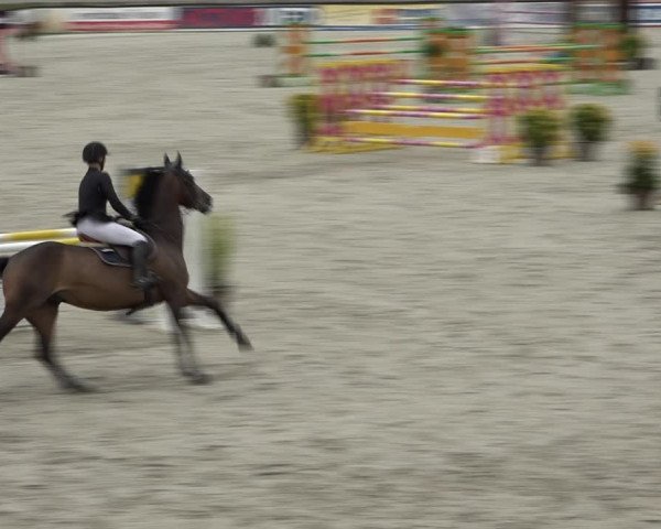 Reitturnier Westergellersen 2021