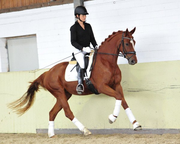 dressage horse Safira In Love (Hanoverian, 2011, from Shakespeare in Love)