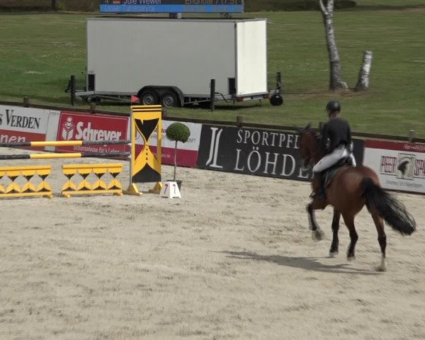 Reitturnier Westergellersen 2021