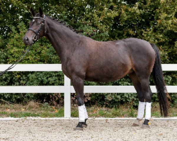 horse Bahira (Oldenburg show jumper, 2010, from Quithago)