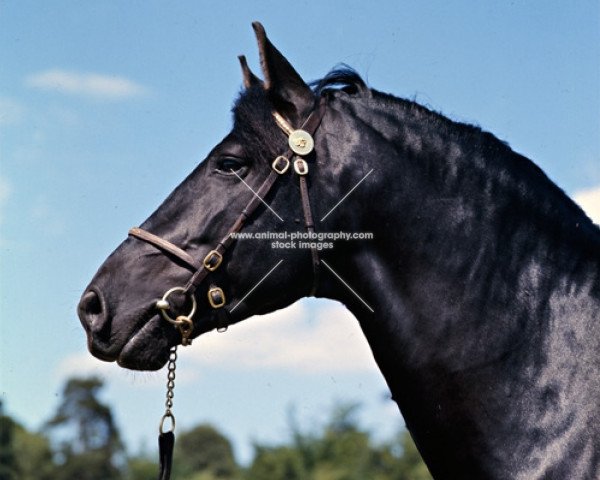 stallion Peveril Pickwick (New Forest Pony, 1965, from Oakley Jonathan III) stallion Peveril Pickwick (New Forest Pony, 1965, from Oakley Jonathan III)