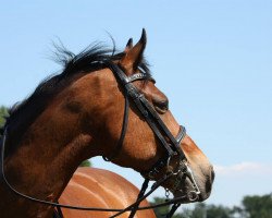 jumper Jolly Jumper 295 (German Riding Pony, 2002, from Just do it 22)