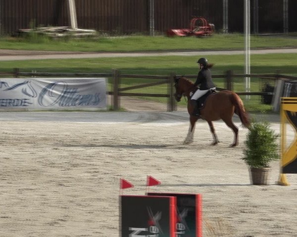 Reitturnier Westergellersen 2021