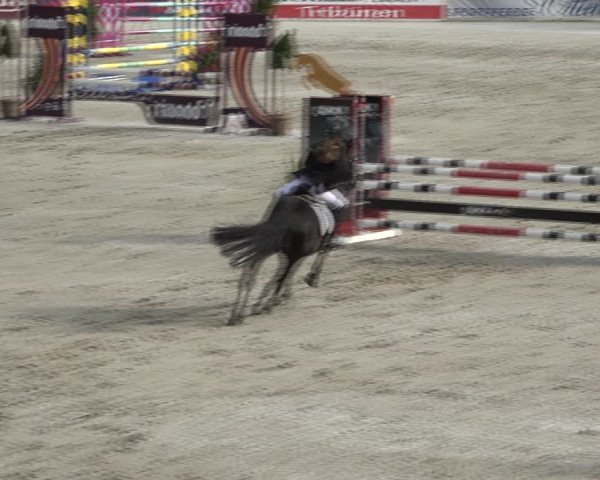 Reitturnier Westergellersen 2021