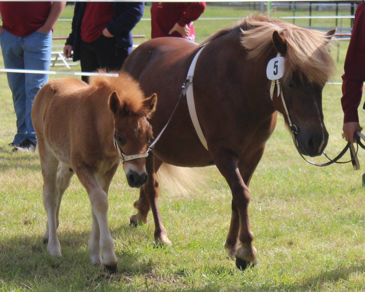 Pferd Ivan vom Purnitzgrund (Shetland Pony, 2014, von Isidor PrH*)