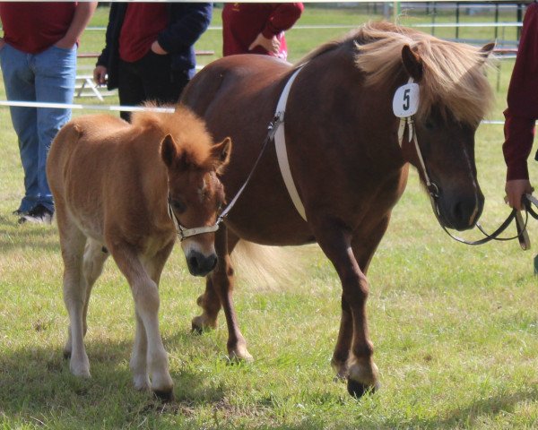 Pferd Ivan vom Purnitzgrund (Shetland Pony, 2014, von Isidor PrH*)