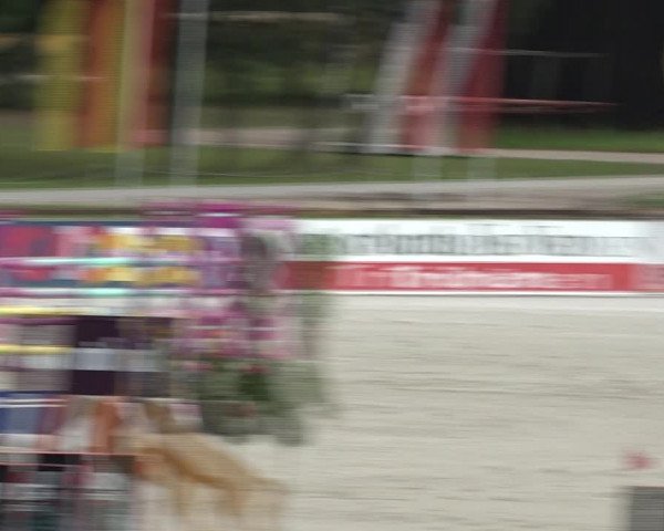 Reitturnier Westergellersen 2021