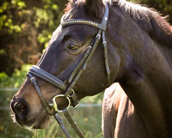 horse Kunta Kinte (Trakehner, 1995, from Fontainbleau)