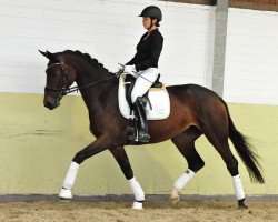 broodmare Summer of Love (Hanoverian, 2009, from Shakespeare in Love)